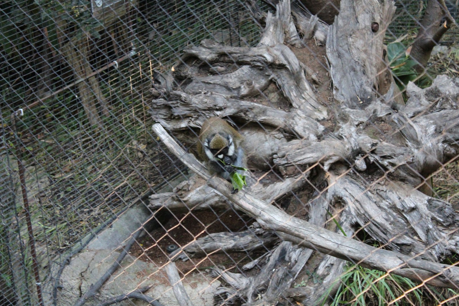 San Diego Zoo Part II 136